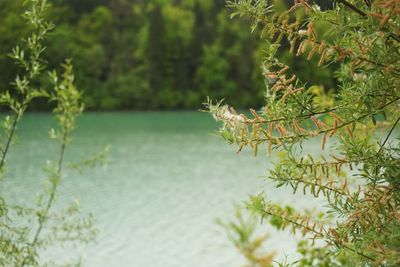 Close-up of plants against blurred water