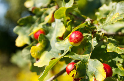 Close-up of strawberry growing on plant