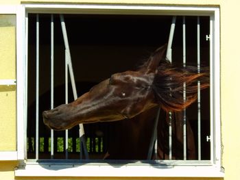 Close-up of horse