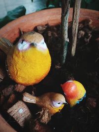 High angle view of mushrooms growing on land