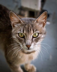 Close-up portrait of tabby cat