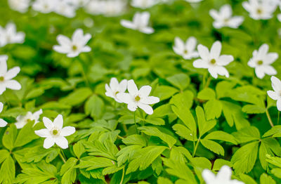 Close-up of white flowering plants