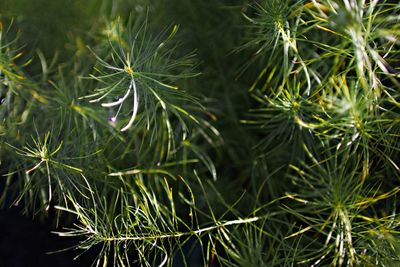 Full frame shot of pine tree