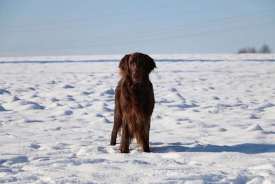 Dog on snow covered landscape