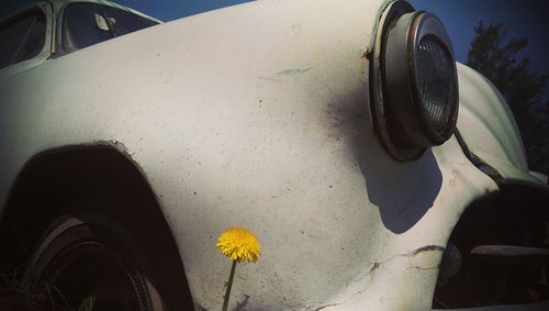 Close-up of flower