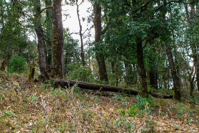 Trees in forest