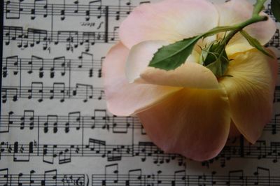 Close-up of white rose on paper