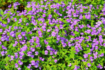 Close-up of purple flowering plants