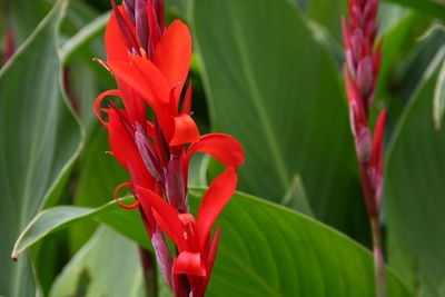Close-up of red flowering plant