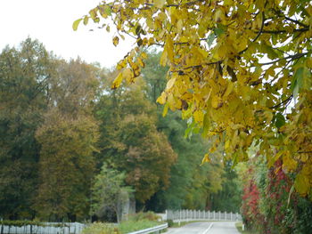 Trees in forest