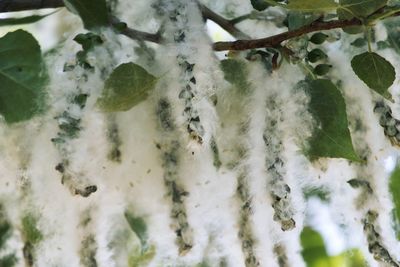 Close-up of frozen plant