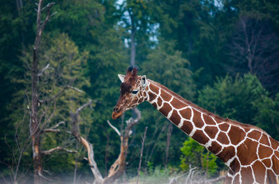Giraffe standing on a forest