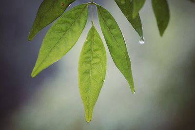 Close-up of maple leaf