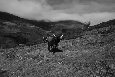 View of a horse on field