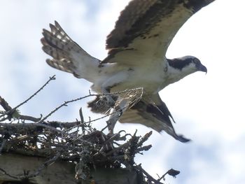 Low angle view of bird perching on branch against sky