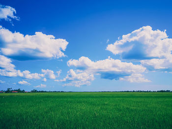 Scenic view of agricultural field against sky