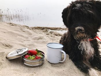 Close-up of dog sitting with coffee cup and strawberries at beach