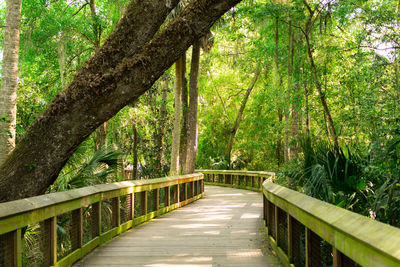 Footbridge amidst trees in forest