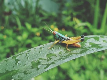 Close-up of insect on leaf