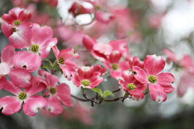 Close-up of pink cherry blossoms