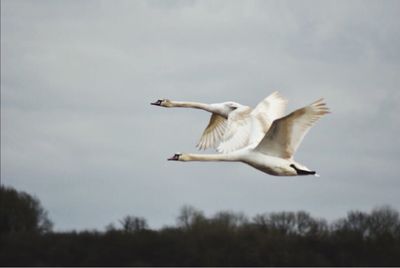 Low angle view of seagulls flying in sky