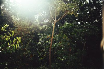 Trees growing in forest