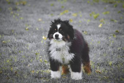 Portrait of dog on field