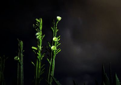 Close-up of plant against black background
