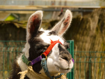 Close-up of a horse