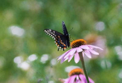 Close-up of butterfly pollinating on purple flower