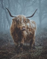 Highland cattle in the forest