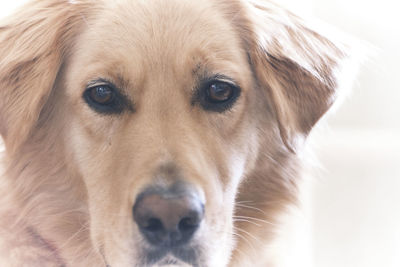 Close-up portrait of dog