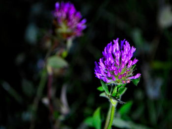 Close-up of purple flowers blooming outdoors