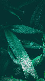 Full frame shot of raindrops on plant