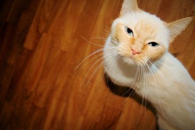 Close-up portrait of cat