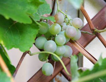 Close-up of grapes hanging on plant