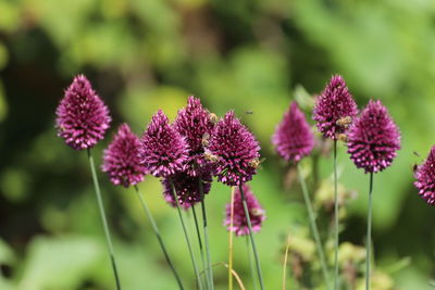 Close-up of purple flowering plants on field