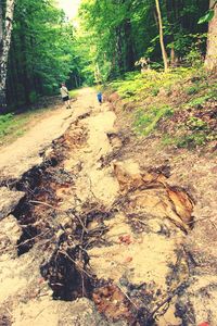 Rear view of people walking in forest