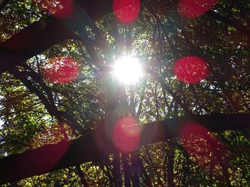 Low angle view of trees