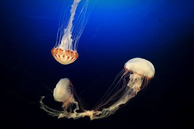 Close-up of jellyfish swimming undersea