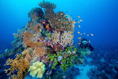 Beautiful corals photo taken against the blue and diver