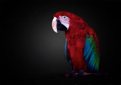 Close-up of red bird against black background