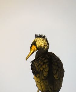 Close-up of a bird