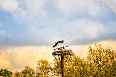 Low angle view of bird perching on a tree