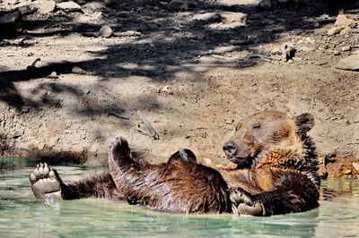Bear relaxing in water