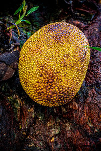 Close-up of yellow and leaves