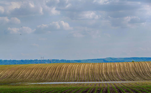 Scenic view of agricultural field against sky