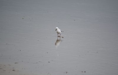 Seagull on beach