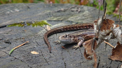 Viviparous lizard, or common lizard, zootoca vivipara formerly lacerta vivipara, eurasian lizard