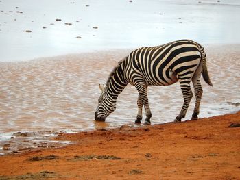 Side view of zebra drinking water at lakeshore